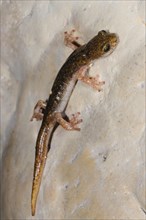 Sopramonte cave salamander