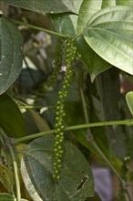 Black pepper is obtained by picking the green