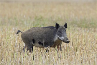 Lone wild boar