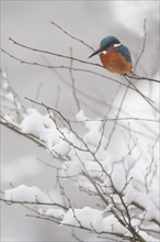 Kingfisher in winter