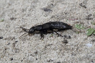 Black fashion beetle