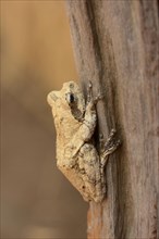 Mozambique Forest Treefrog