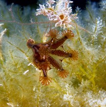 Stalked Jellyfish