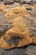 Tubular reef colony of the honeycomb worm