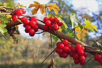 Black Bryony