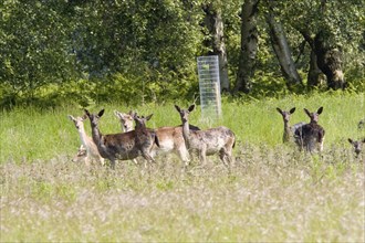 Female fallow deer with deer tree guard at Suffolk Wildlife Trust reserve Captain's wood