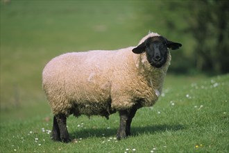 Suffolk Sheep