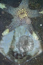 Honeycomb starfish