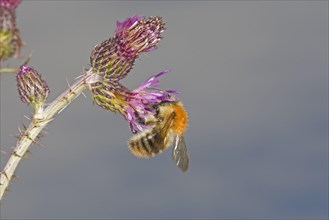 Common card bumblebee