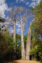 Giant Madagascar Baobab