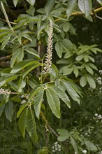 Flowering buds of the California horse chestnut