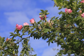 Sherard's Downy velvet rose