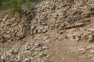 Silurian limestone in quarry