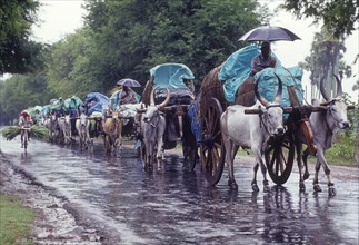 Bullock carts on rainy day