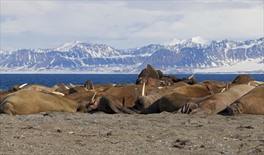 Large group of walruses