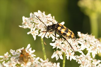 Four-banded long-hair beetle