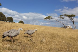 Adult pair of cape barren goose