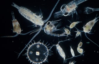 Plankton zooplankton