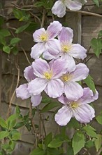 Anemone clematis