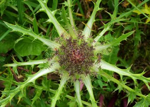 Silver thistle