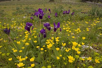 Purple form of the crimean iris