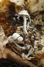Silky Piggyback Fungus
