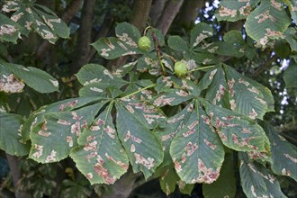 The premature leaf loss is a result of horse chestnuts being infested with the larvae of