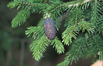 Purple spruce