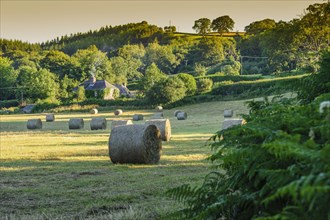 Round hay bales in the meadow