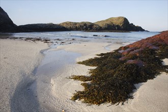 Seaweed on sandy beach habitat