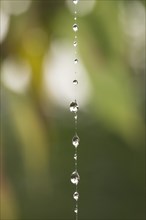 Water drop chain on spinning thread