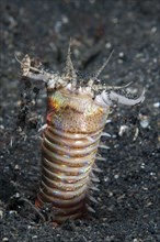 Bobbit worm