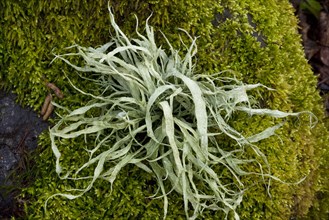 Cartilaginous lichen
