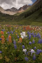 Mass of alpine wildflowers in habitat