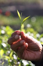 The leaf tips of the tea plant are known as silver tips