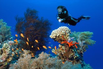 Divers and Corals