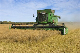 Oilseed rape