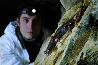 Italian Cave Salamander