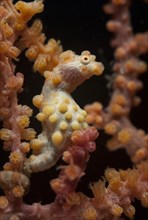 Bargibanti's Pygmy Seahorse