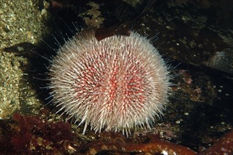 European european edible sea urchin