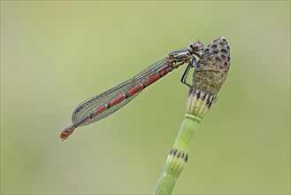 Greater red large red damselfly