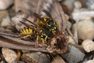 Common common wasp