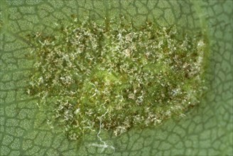 Colony of gall mites
