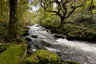 Rapids on river flowing through woodland habitat