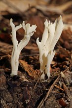 White coral mushroom