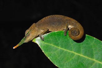 Long-nosed Chameleon