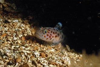 Leopard-spotted Goby