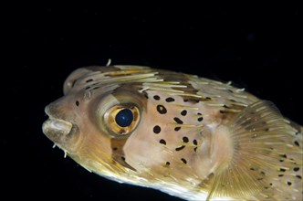 Brown-spotted Porcupinefish