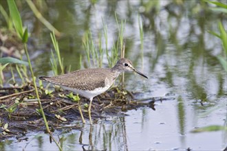 Solitary sandpiper