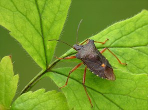 Red-legged tree bug